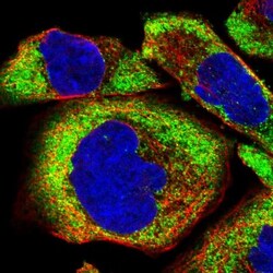 FXR1 Antibody, Novus Biologicals 0.1mL; Unlabeled:Antibodies, Polyclonal